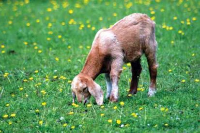 Grandpa’s Attempt at Goat Joke Backfires Image
